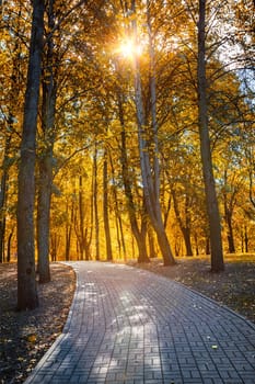 Autumn  colors - fall in park with yellow leaves trees. Sun shining through foliage with lens flare