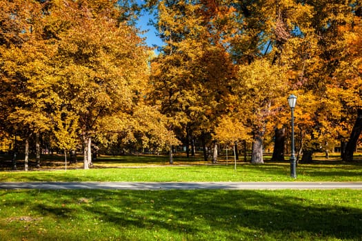 Autumn colors - fall in park with yellow leaves foliage trees and green grass