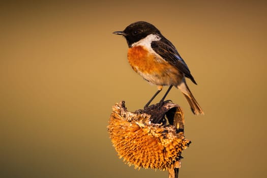 Little european stonechat, saxicola rubicola, male sitting on a dry sunflower in morning light. Small bird with orange belly and black head perched on plant on field in nature.