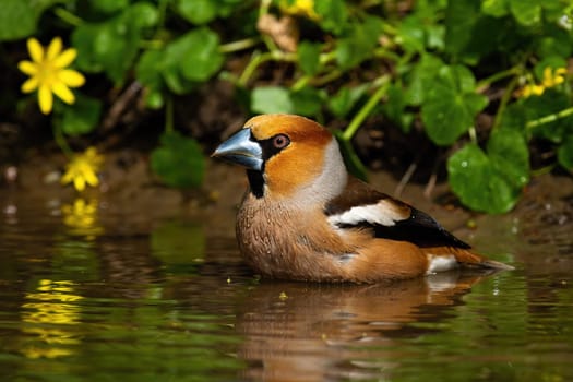 Male hawfinch, coccothraustes coccothraustes, standing in lake and cleaning feathers with water. Side view of wild animal in water with yellow flower blooming behind.