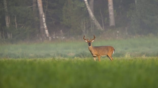 Alert white-tailed deer, odocoileus virginianus, stag with growing antlers covered in velvet looking into camera on meadow in summer nature with copy space.