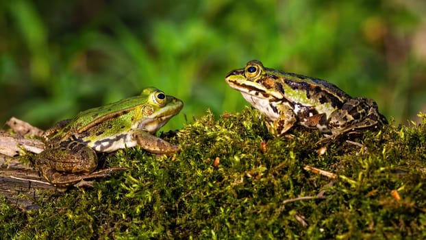 Pair of edible frog, pelophylax esculentus, on a moss covered tree trunk in summer nature. Two amphibian looking at each other with green blurred background from low angle view.