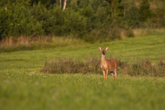 Young white-tailed deer, odocoileus virginianus, standing on green meadow at sunrise and looking. Wild stag with growing antlers in velvet sunlit in summer nature with copy space.
