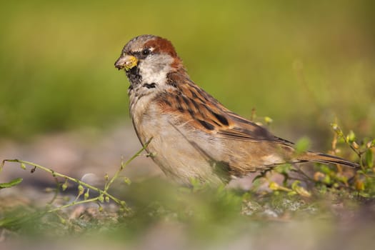 Male house sparrow, passer domesticus, feeding on grass seeds and sitting on the ground in summer. Little passerine bird with brown and grey plumage from low angle view.