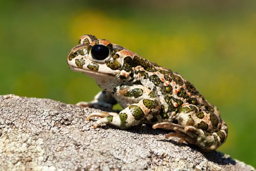 Still european green toad, bufotes viridis, with red spots in mating season from side view. Patterned frog at sunrise with flourishing green meadow with yellow flowers in background.