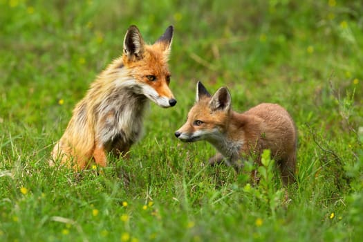 Red fox, vulpes vulpes, cub exploring surroundings with its mother sitting behind it and guarding. Cute animal family on green meadow in summer nature.