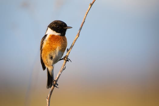 Male european stonechat, saxicola rubicola, sitting on diagonal plant stem with blue sky in background. Passerine bird still from front view with copy space. Animal wildlife.