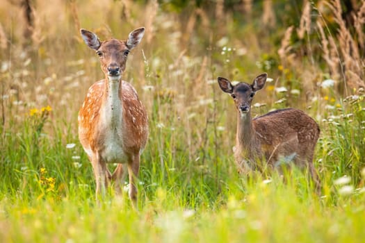 Alert fallow deer, dama dama, hind and fawn facing camera on blooming summer meadow with green grass and wildflowers. Attentive wild animals looking from front view in nature.