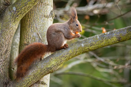 Cute red squirrel, sciurus vulgaris, sitting on a branch and feeding on nut. Adorable wild animal with fluffy tail eating on tree from side view. Mammal holding food in forest.