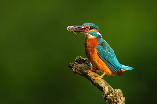Colorful common kingfisher, alcedo atthis, perched with fish in beak sunlit by morning sun with dark green blurred background in shadow. Wild bird with vibrant plumage hunting.