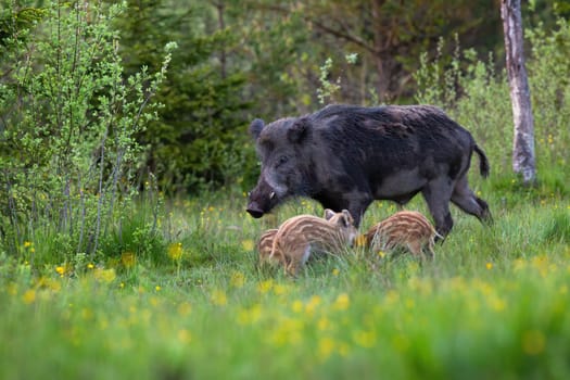 Male wild boar, sus scrofa, with white tusks and young piglets feeding on green meadow with trees in background. Family of dangerous mammals on glade with flowers.
