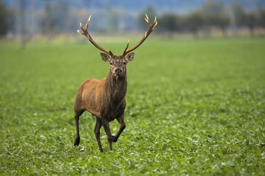Alert red deer, cervus elaphus, stag approaching on green agricultural field from front view. Wild animal running and looking into camera with copy space.