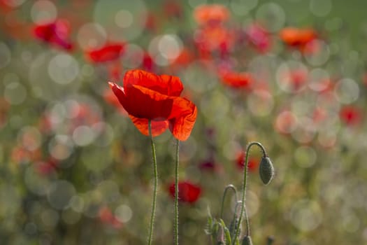 wild poppy flowers - background with bokeh