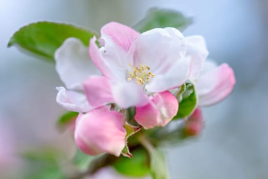 Close-up of apple tree flowers in a natural environment of white and pink color