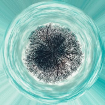360 degree circle panorama of gloomy trunks and tree branches without foliage against a blue sky with clouds