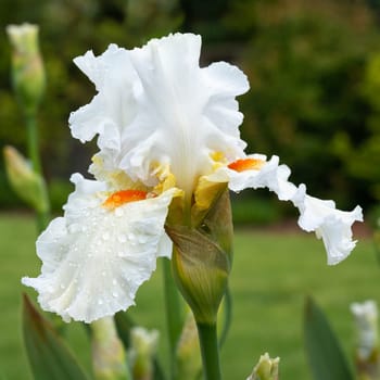 German iris (Iris barbata), close up of the flower head