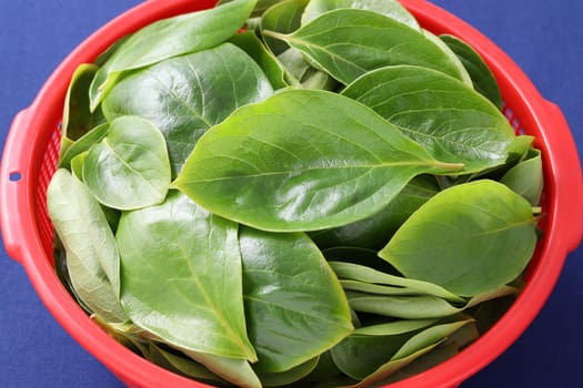 persimmon leaves, herbal medicine in a sword　　