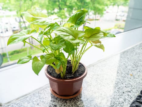 Small tree in a pot on modern building glass window