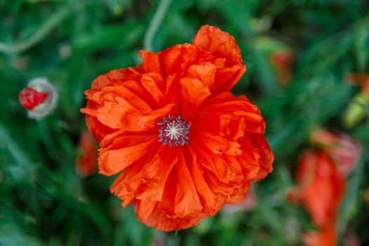 Red poppy flowers in a flowerbed close-up, decorative grade