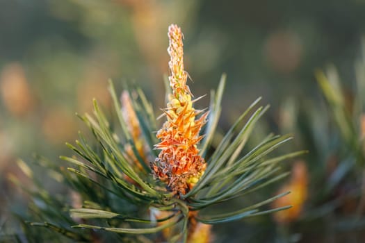 Blooming pine tree closeup with focus in the foreground. How the pine blossoms. Flowering coniferous trees.