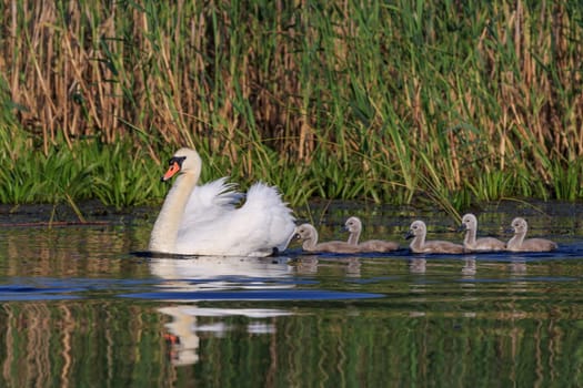 white swan with small chicks in Danube Delta, Romania