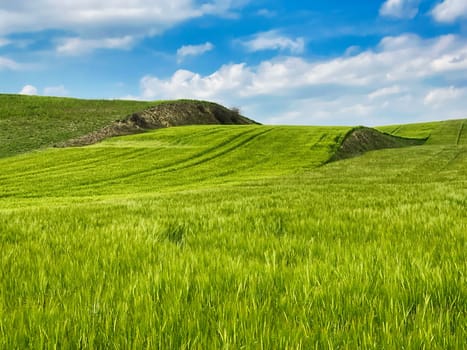agriculture landscape, green field with cereal plant and blue sky