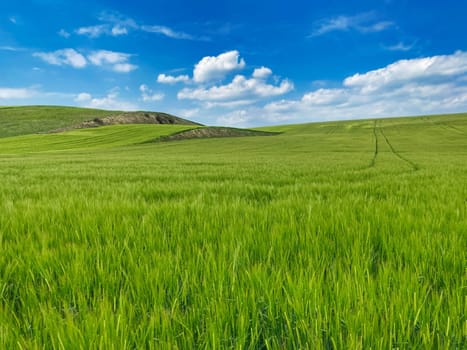 agriculture landscape, green field with cereal plant and blue sky