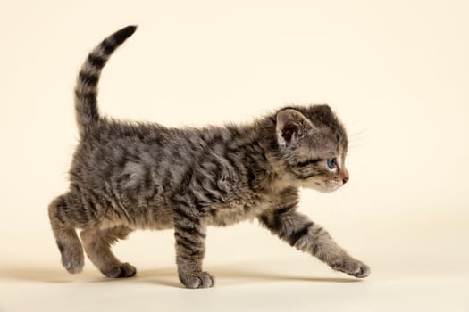 European Wildcat or Forest Cat (Felis silvestris),Juvenile,Stalks,Captive,8 weeks,Studio Recording