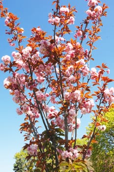 A close up image of a small new Japanese cherry tree agents the blue sky.