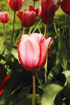 A close up image of a red tulip in a flower bed in the spring.