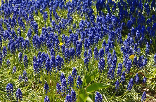Blue flowers in a park in Hamilton, a close up in the spring.