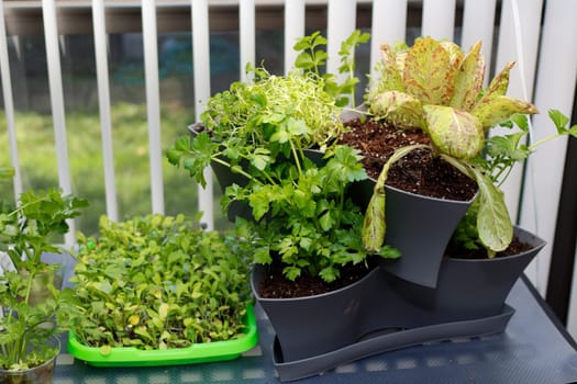Spring season beginner gardener starting food growing with lettuce variety seedlings vegetables under grow lights. Food planted inside in various growing pots under grow lights in a southern window.
