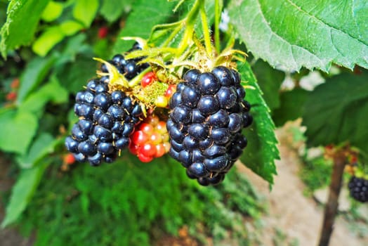 Garden with plants and blackberries