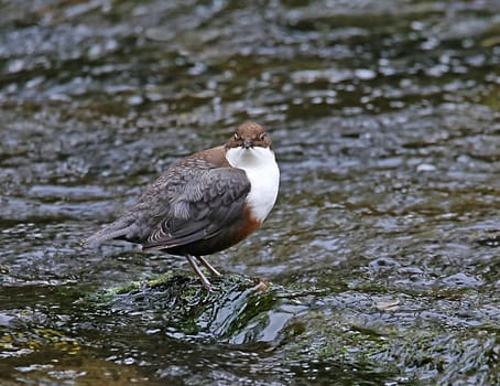 Dipper Cinclus cinclus in the middle of the Dreisam in Freiburg