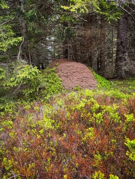 Anthill coniferous forest, woodland with animals in the wild
