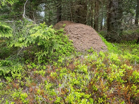 Anthill coniferous forest, woodland with animals in the wild