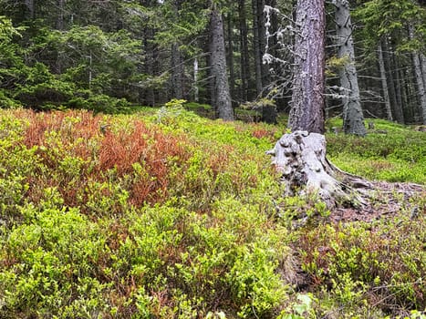 Coniferous Forest, beautiful landscape with tree and plants