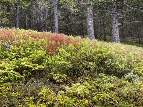 Coniferous Forest, beautiful landscape with tree and plants