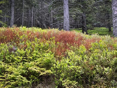Coniferous Forest, beautiful landscape with tree and plants