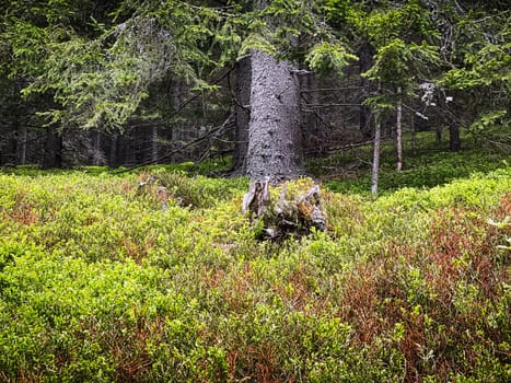 Coniferous Forest, beautiful landscape with tree and plants