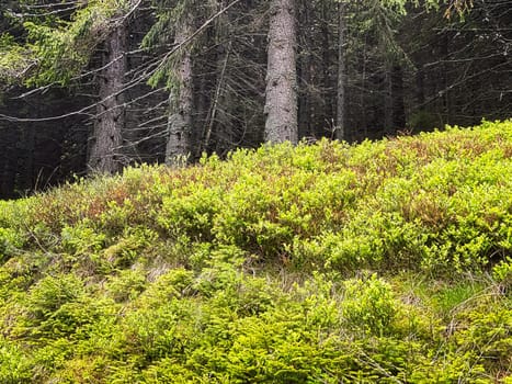 Coniferous Forest, beautiful landscape with tree and plants