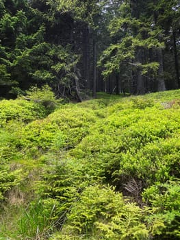 Coniferous Forest, beautiful landscape with tree and plants