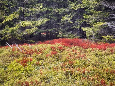 Coniferous Forest, beautiful landscape with tree and plants