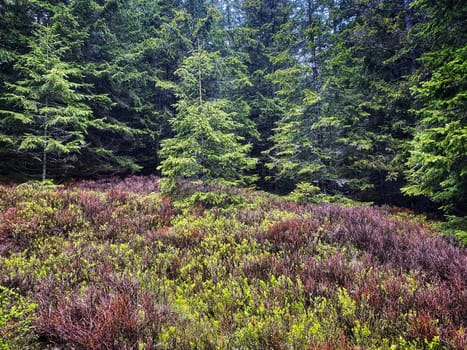 Coniferous Forest, beautiful landscape with tree and plants