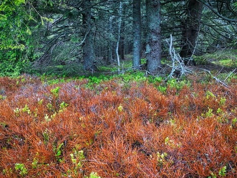 Coniferous Forest, beautiful landscape with tree and plants