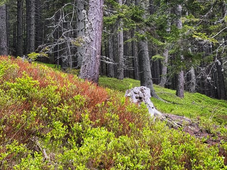 Coniferous Forest, beautiful landscape with tree and plants
