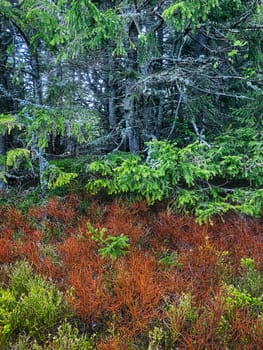 Coniferous Forest, beautiful landscape with tree and plants