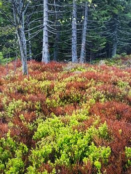 Coniferous Forest, beautiful landscape with tree and plants