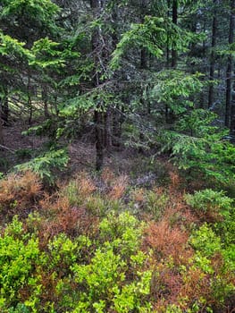 Coniferous Forest, beautiful landscape with tree and plants