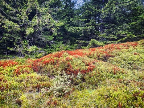 Coniferous Forest, beautiful landscape with tree and plants